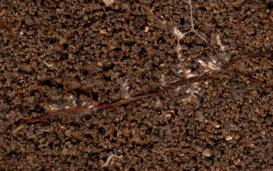 Colonisation ectomycorhizienne de  racines de chêne et activité d’invertébrés (diploures) dans un sol truffier  dans le Vaucluse