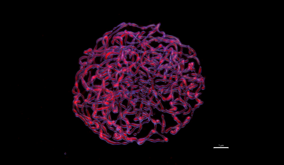 Méiose d’Arabidopsis thaliana en 3D